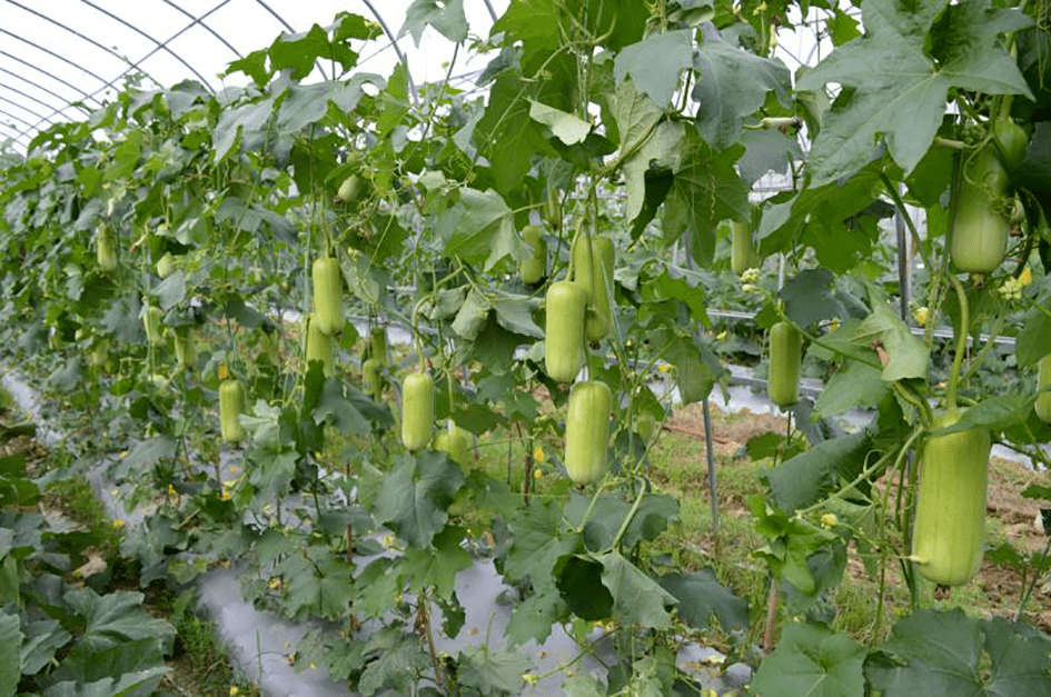 白皮丝瓜高产栽培技术亩产超4000斤深受种植户欢迎