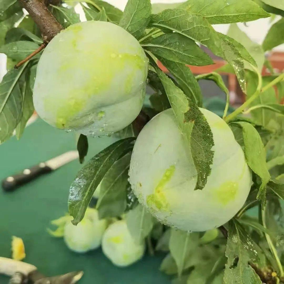 巴南奶油味的西瓜和拳头大的李子见过没?