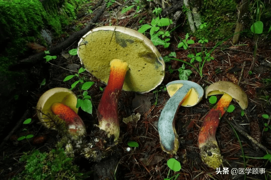 引起胃肠道刺激和炎症的蘑菇很多,主要有网孢牛肝菌属(heimioporus)