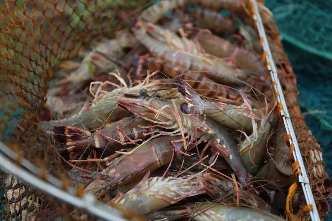 "中国桂虾之乡"就在这!