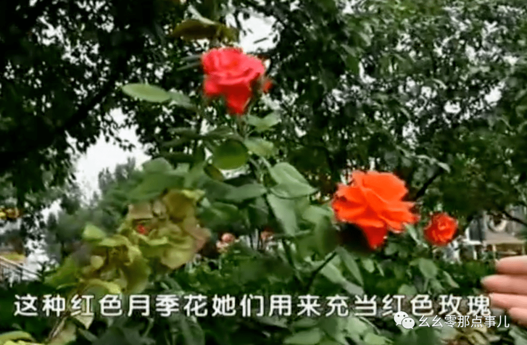 e4717a2f9a2748f08bebf00559516076.png