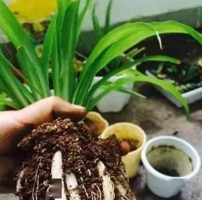 还用柳树皮阿司匹林养花聪明人都用一种东西养啥都爆盆