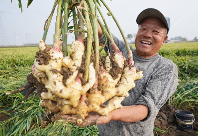 罪魁祸首|狼吞虎咽致小肠梗阻，罪魁祸首竟是一块“姜”