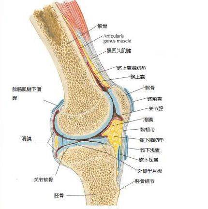 附病例王海东主任应用针刀治疗膝关节疼痛定点定位及治疗经验详解