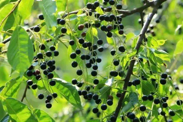 图里河 · 都柿 · 面果 · 酸木浆