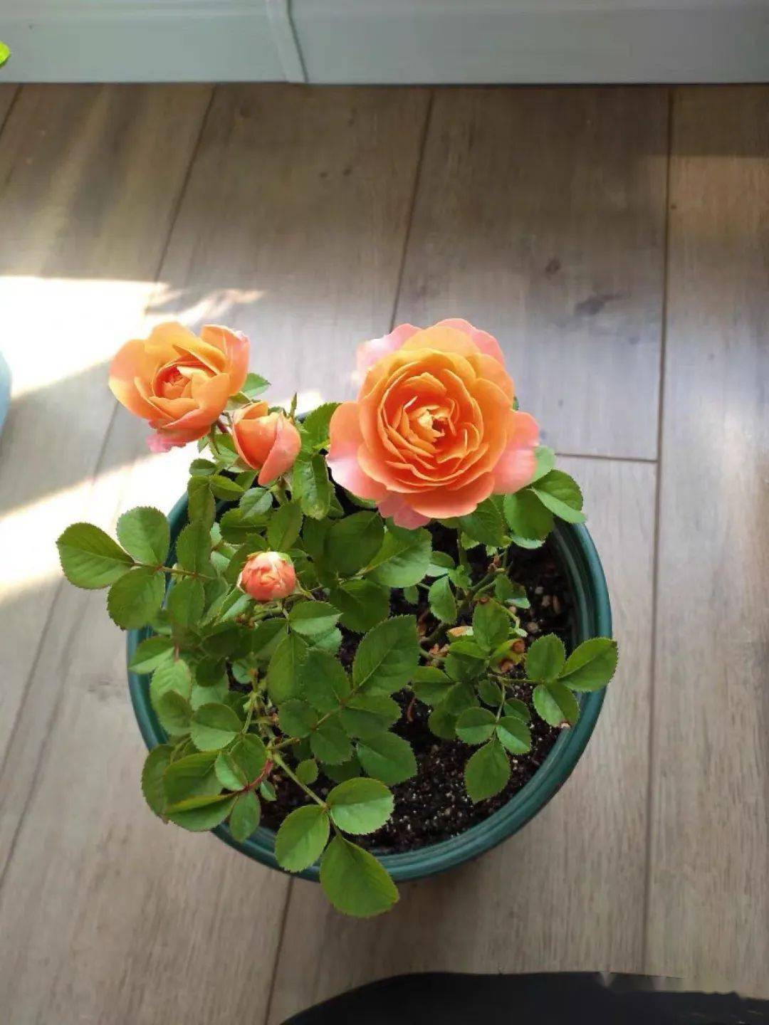 便宜塑料盆 6d37e1a5f15e43d7991f26430bdf31b0.jpeg