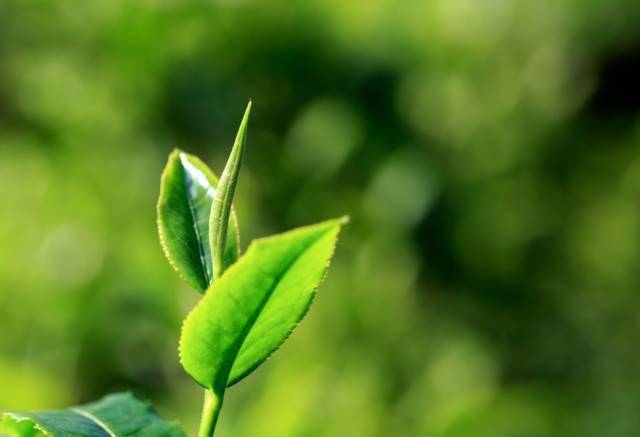 龍潤茶86道質量把關十一鮮葉採摘把關