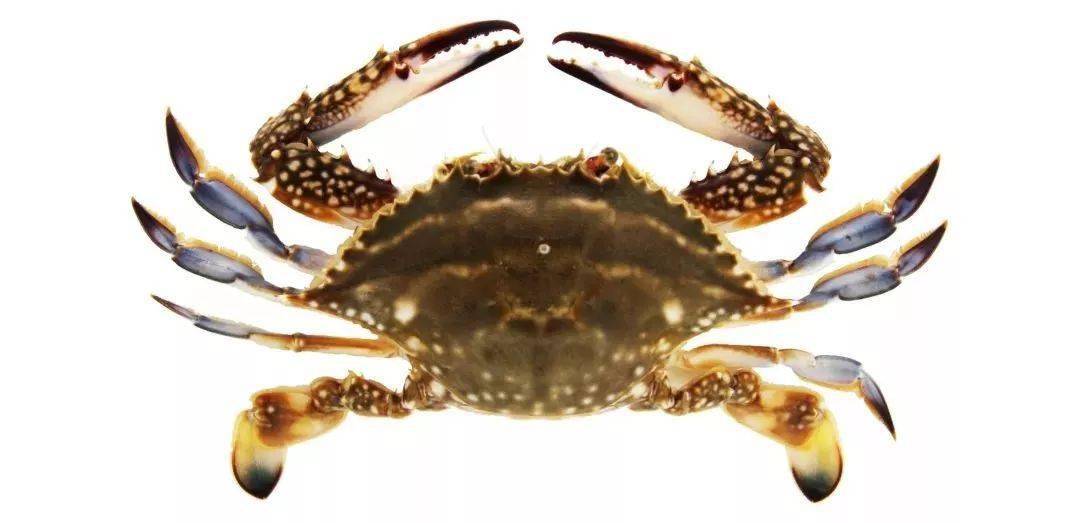 俗名:青花蟹