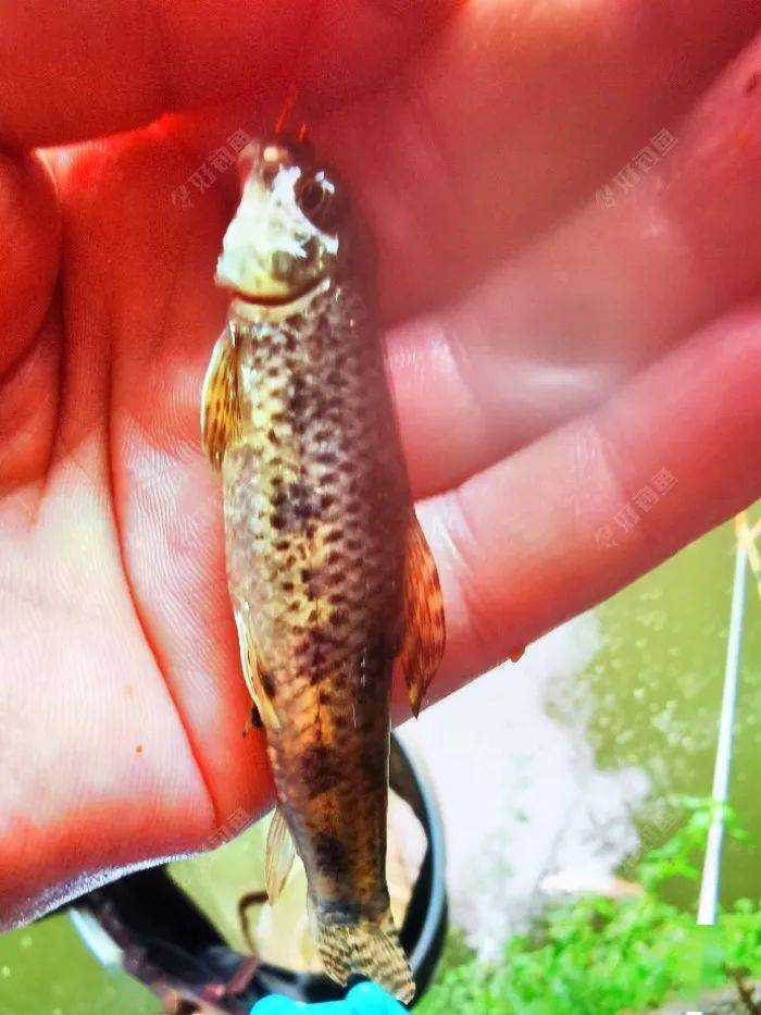 雨天作釣奶翹基地小麻魚堆裡覓板鯽