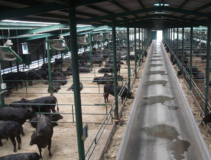 你可见过?_牛棚