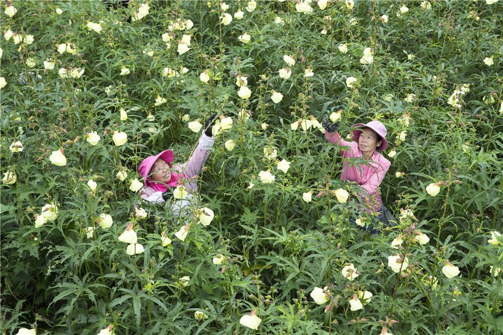 神威黄蜀葵花图片