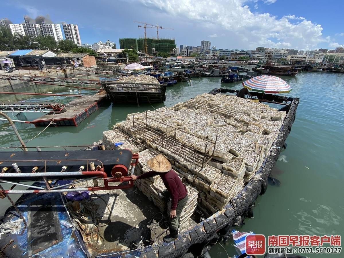 实现“海鲜自由”！广西开海首捕“开门红”，虾蟹价格降幅大