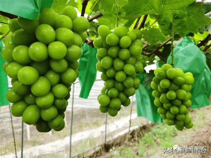 實力圈粉蔡甸老河村陽光玫瑰葡萄甜蜜上市