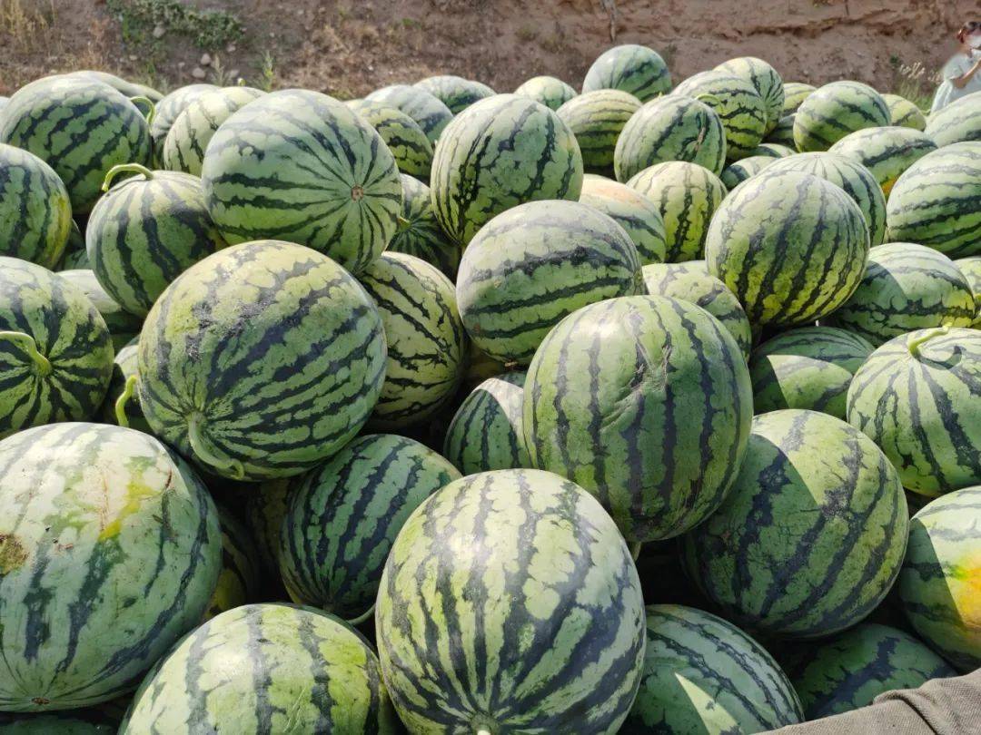 临河镇石坝村大地西瓜喜获丰收
