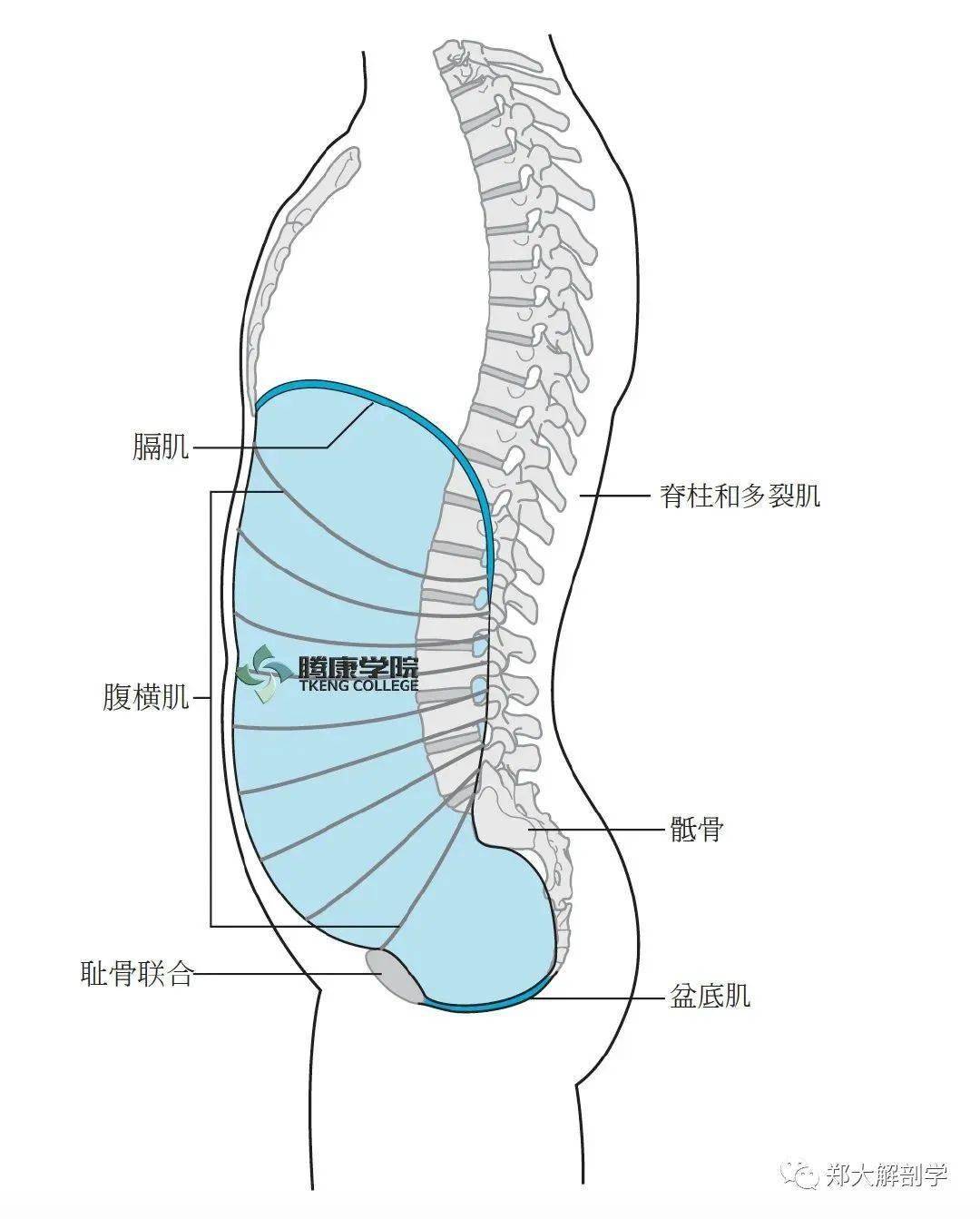 盆膈平面图片