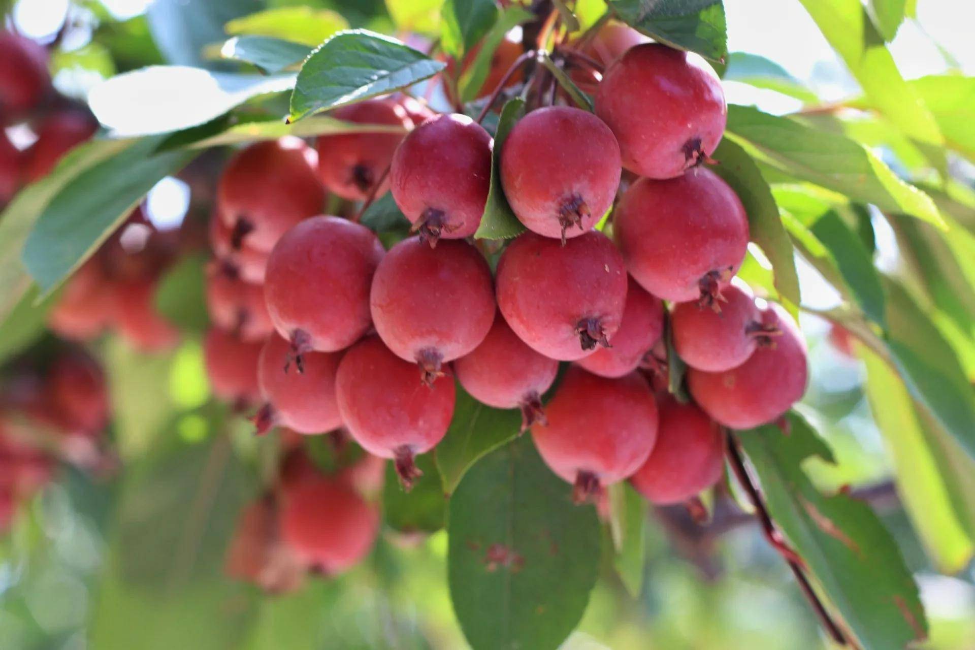 八棱海棠,红果果,青果果