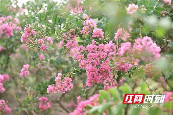 文章|新田：紫薇花开 独占芳菲（组图）