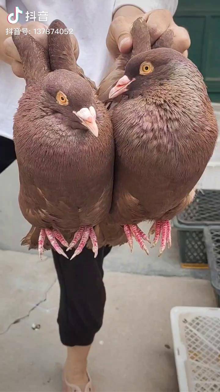 8斤重大型肉鸽图片