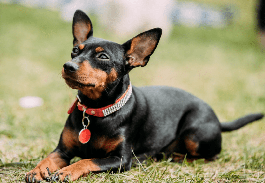 迷你都柏文犬主人只需要每天带它们散散步就足