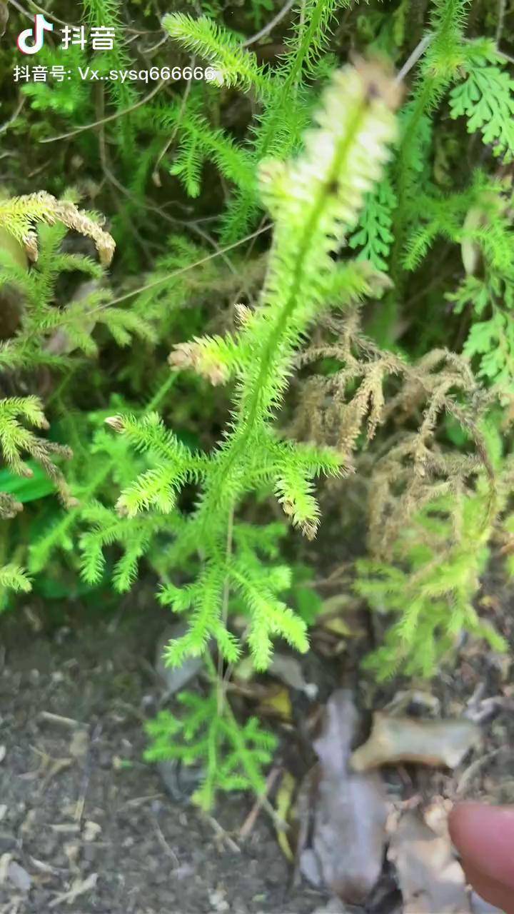 酸筋草图片