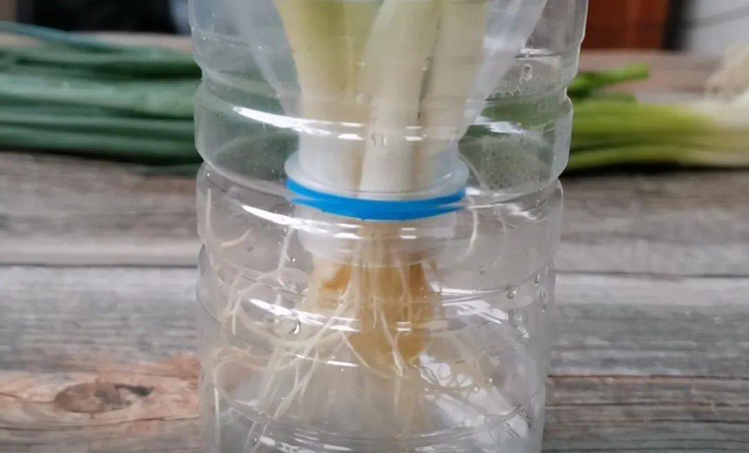 用完的塑料瓶不要扔用来种香葱一年只要买1次省钱又实用