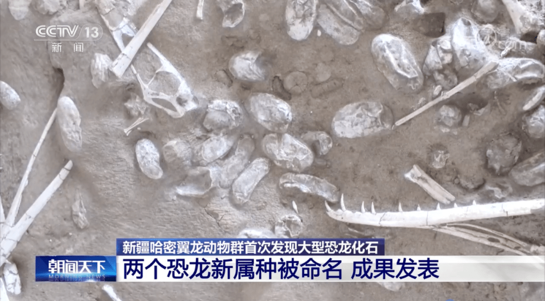 动物群|新疆哈密翼龙动物群首次发现大型恐龙化石！两个恐龙新属种被命名