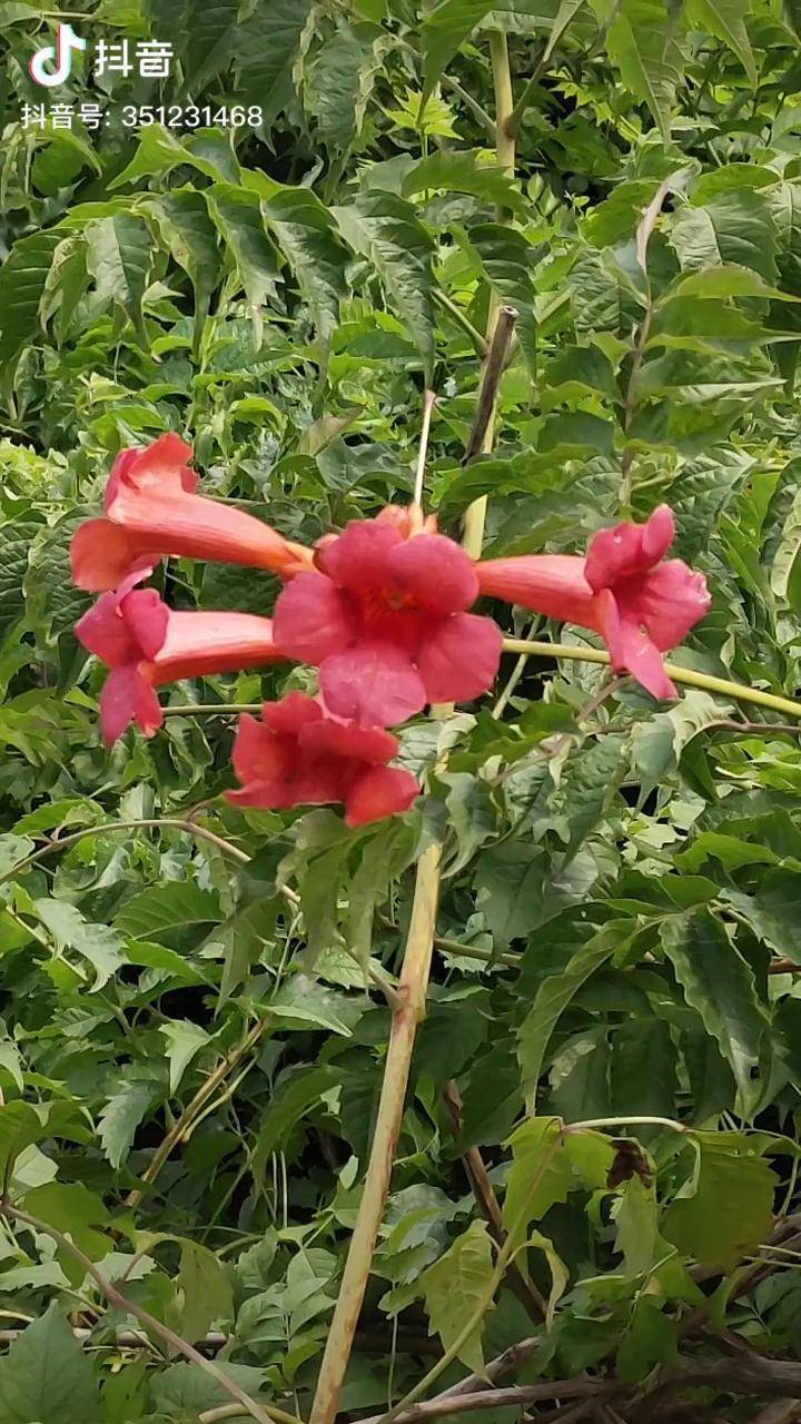 俄罗斯凌霄花基地