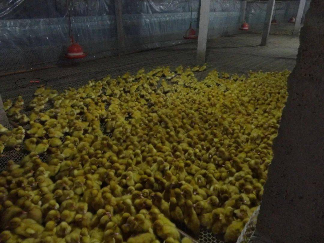 鸭子怎么养好前20天