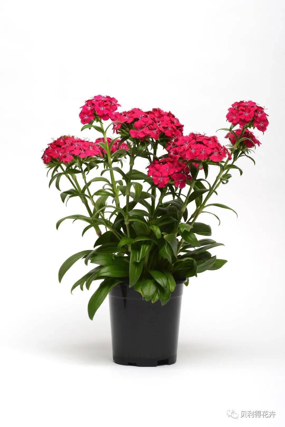 秋播季最全最新的石竹品种送给你上