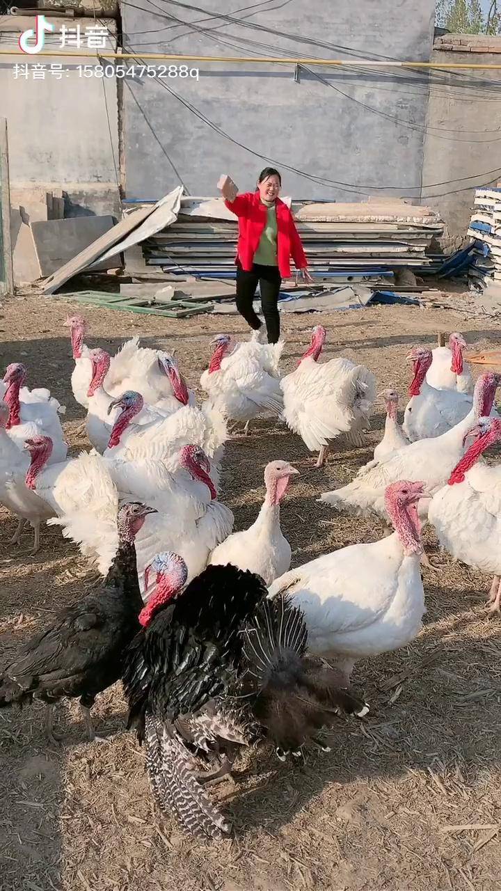 火鸡养殖尼古拉火鸡青铜火鸡火鸡苗