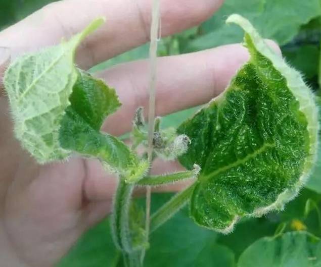 一大批蔬菜缺钙症状来袭!这样补钙才好使!