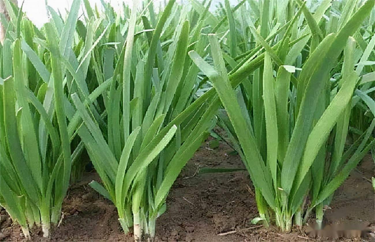 韭菜采后如何防止损耗