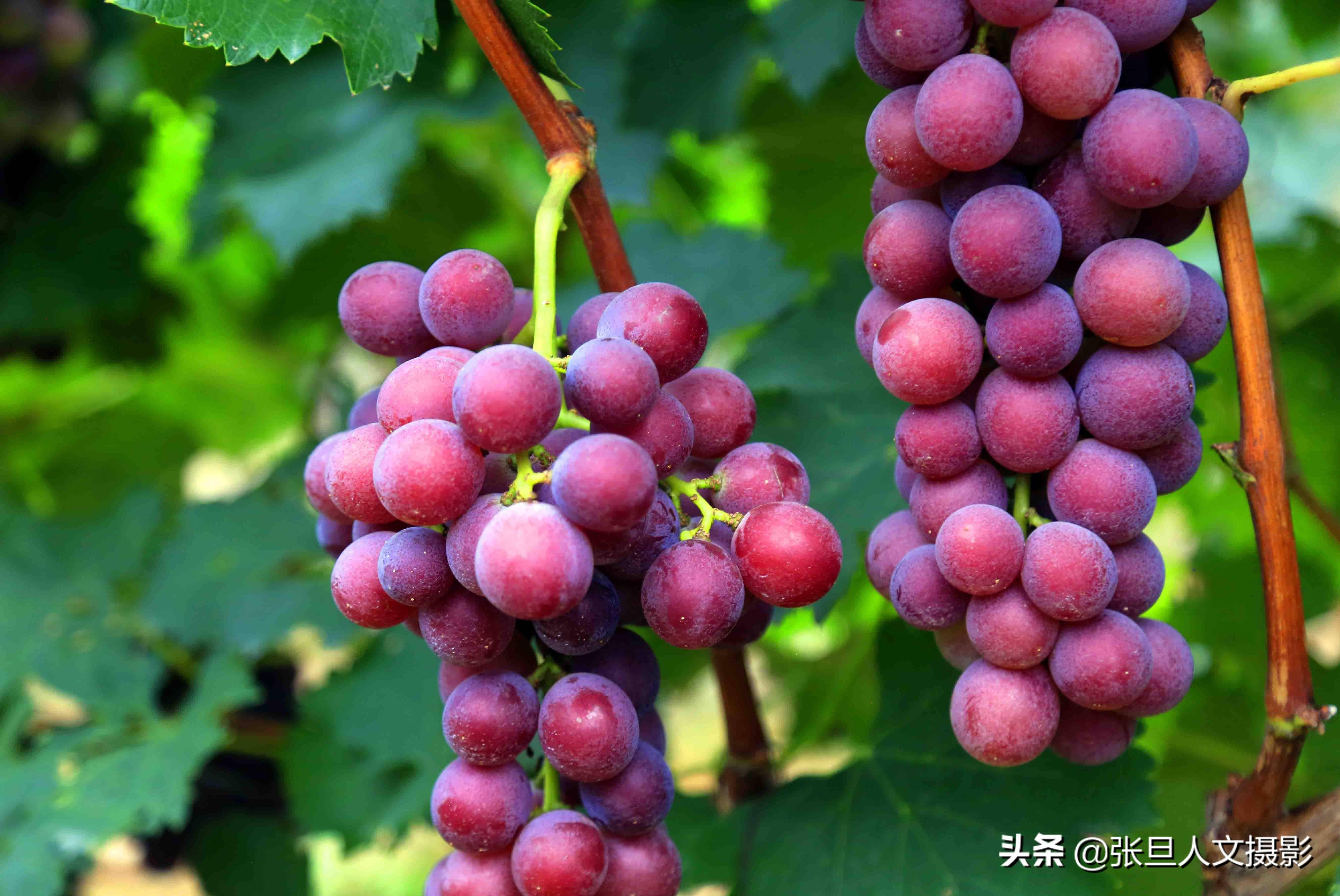 到临汾河里庄采摘一串巨峰葡萄咬一口下去味道醇香听果农咋说