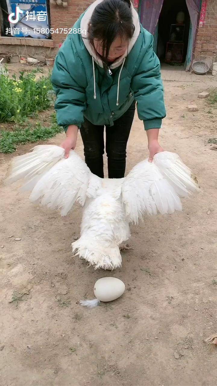 尼古拉火鸡火鸡苗火鸡养殖