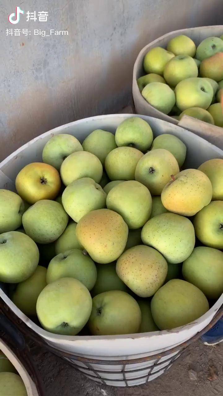 老品种青香蕉苹果在家里放几天满屋香气