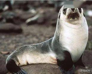 郁超|海狗丸是什么丸？壮阳壮的是什么阳？