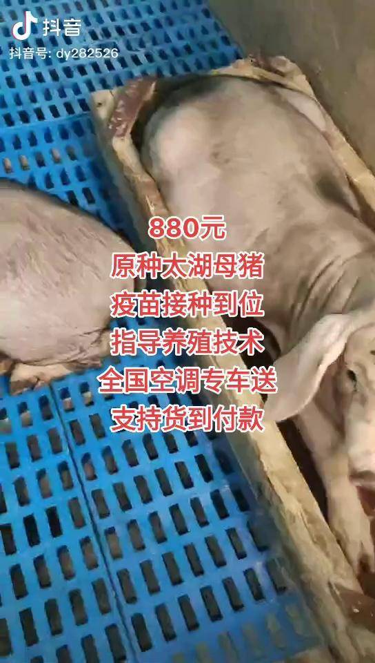 自繁自养太湖母猪下的太多便宜出纯种太湖母猪种猪养猪人原种太湖生猪