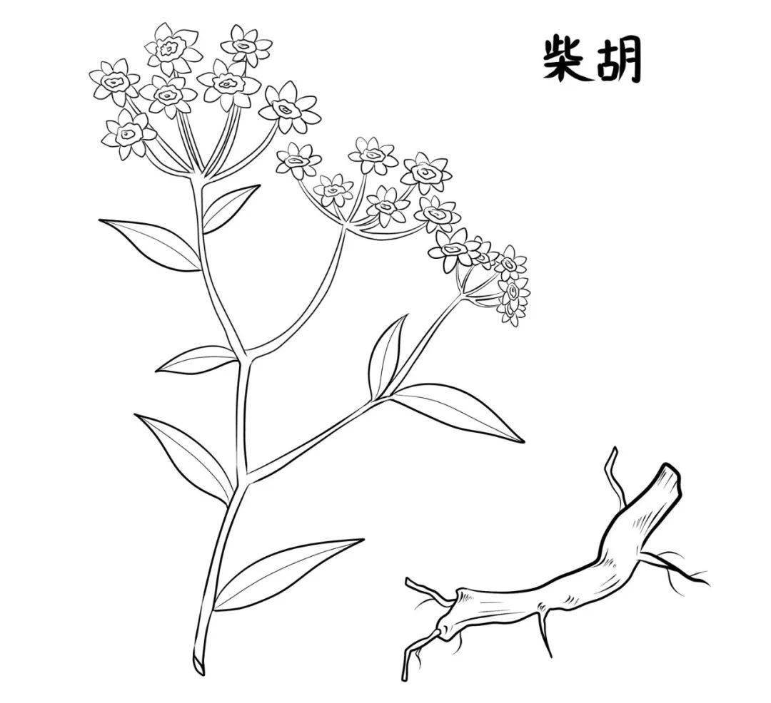 芳香疏泄,可升可散,善治半表半里之邪,用于伤寒邪在少阳,和解少阳枢机