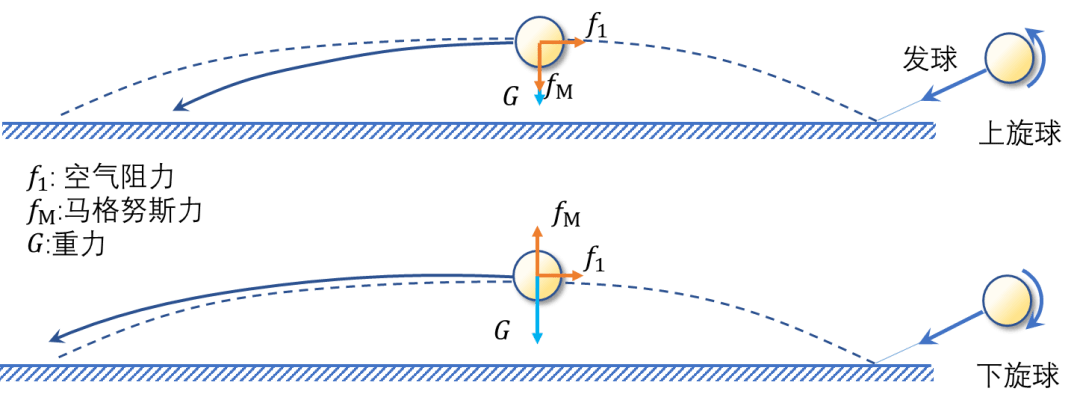 上旋球与下旋球的路径(图片来源:作者自己画的)旋转的乒乓球不仅在落