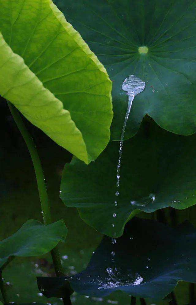 雨中荷叶图片图片