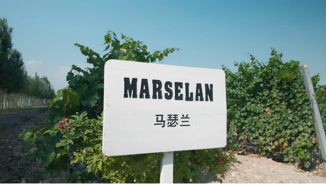 酿酒|走进塞上江南 揭开马瑟兰传奇年份的秘密