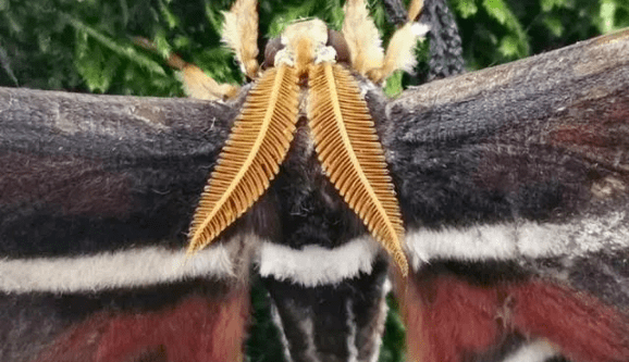 飞蛾小说简介 a094b3a146964ad4b4075cbef38b3bb1.png