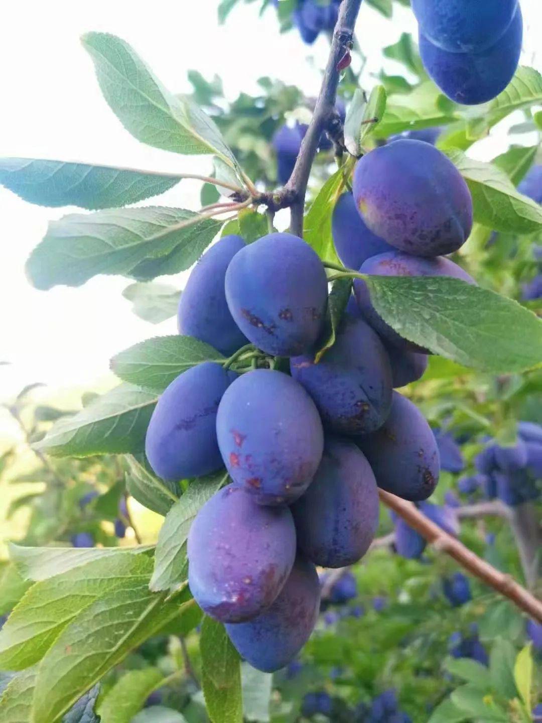 农法培育,健康生态等优点深受广大群众喜爱从西梅树上摘下一颗品尝