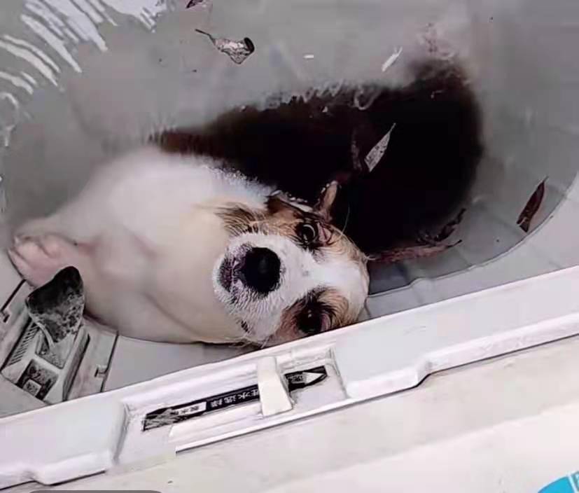 安翔|商丘学院一学生被指虐狗，校方：已报警，暂不确定是否为本校学生