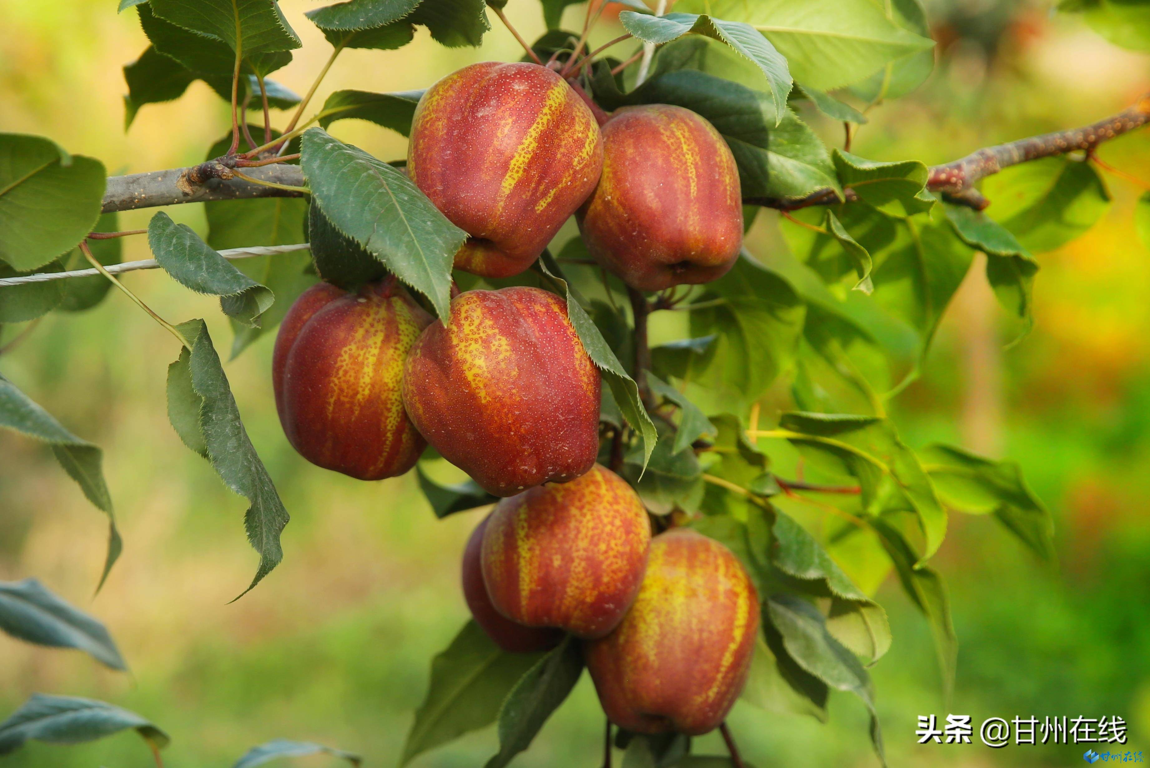 张掖致富新品种红早酥梨喜获丰收