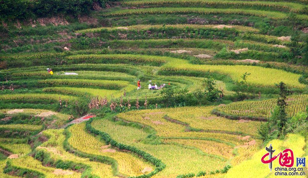 are|Picturesque terraced fields harvest time