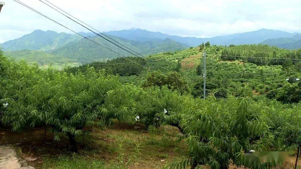 连平鹰嘴蜜桃产业解开大山里的致富密码为乡村振兴赋新能
