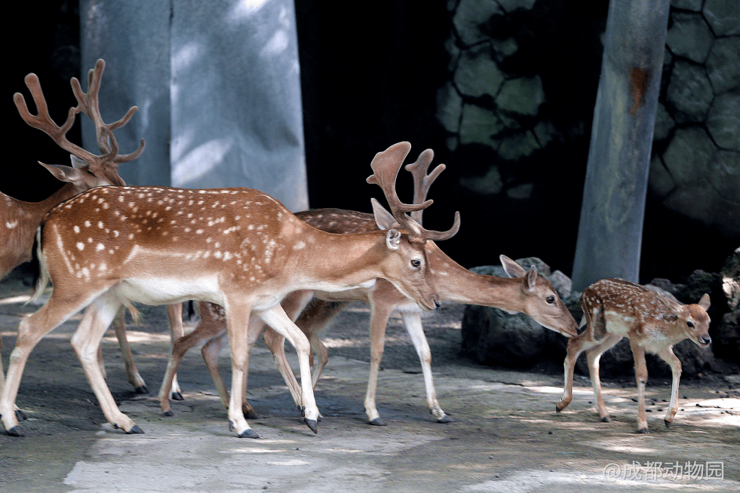 直播預告神奇動物在這裡唱響動物園裡的生命之歌