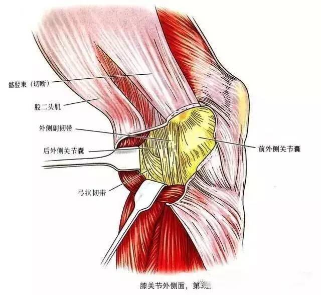 板股韧带示意图图片