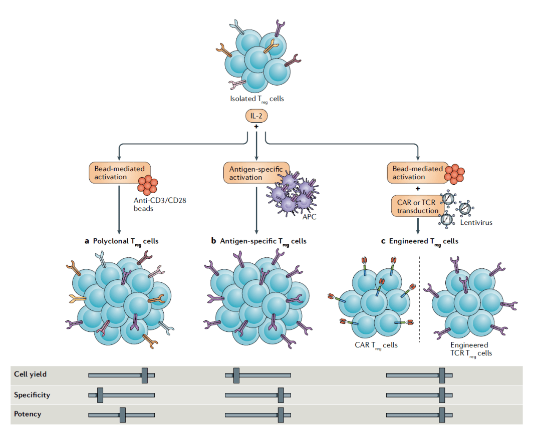 潜在治愈自身免疫和炎症疾病调节性t细胞疗法蓄势待发